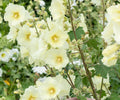 light yellow hollyhock seeds