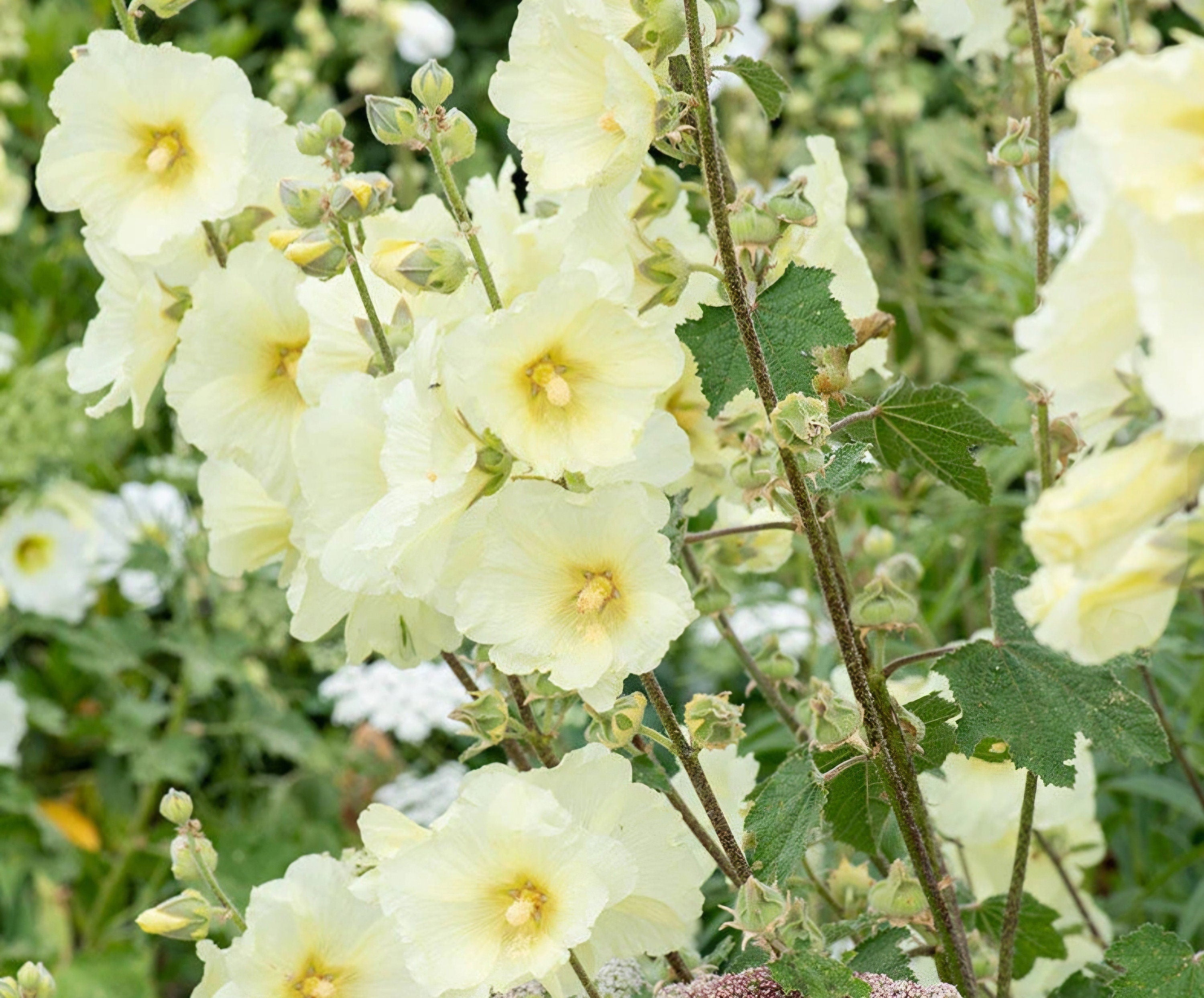 light yellow hollyhock seeds