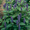 1000 Anise Hyssop Seeds Non-Gmo Usa Seller