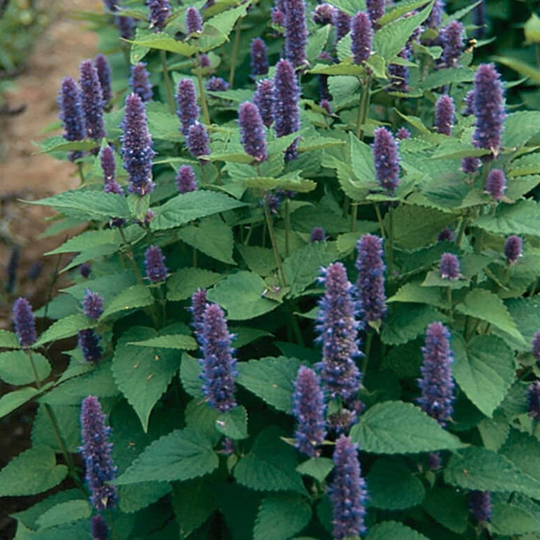 1000 Anise Hyssop Seeds Non-Gmo Usa Seller