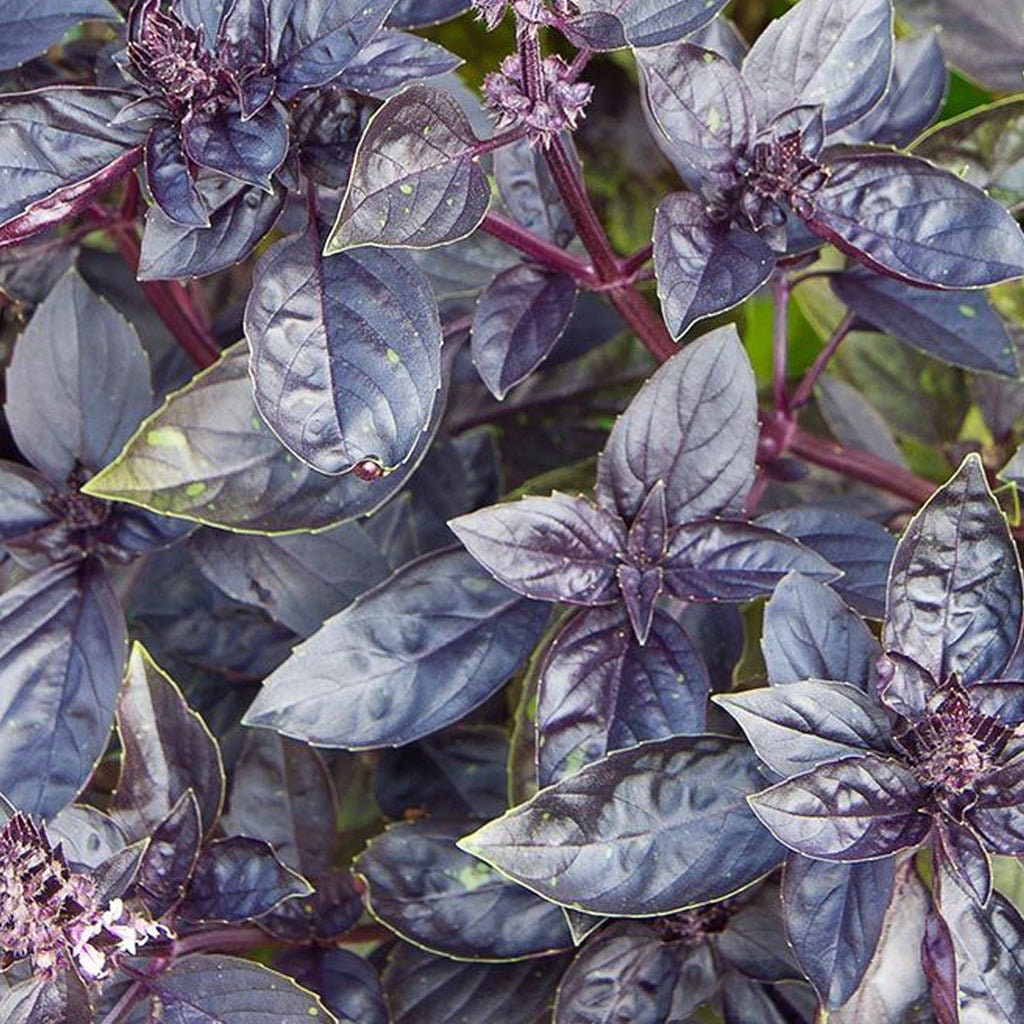 Red Rubin Basil Seeds 200+ Herb Ocimum Basilicum Fragrant USA