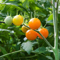 Sun Sugar Tomato Seeds
