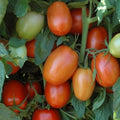 Plum Regal F1 Tomato Seeds
