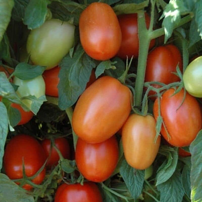 Plum Regal F1 Tomato Seeds