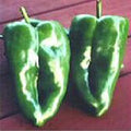 Ancho Magnifico Hot Peppers Seeds