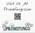 Ganoderma chalceum Mushroom Liquid Culture Oregon Polypore