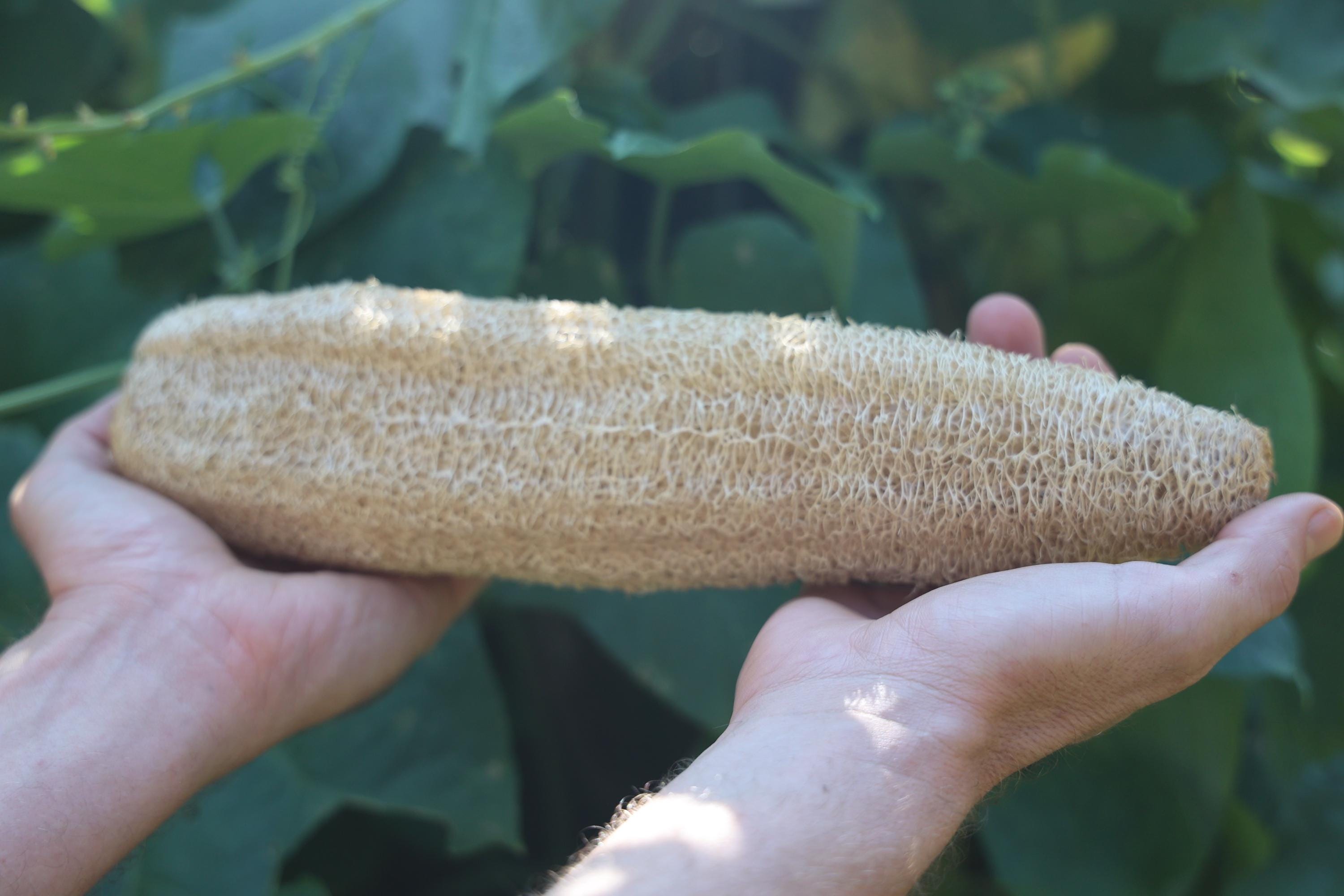 Luffa Seeds 15 Per Packet Pesticide Free