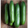 Diva Cucumbers Seeds
