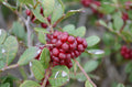 Mastic Pistacia lentiscus Organic Hand Collected 10 seeds