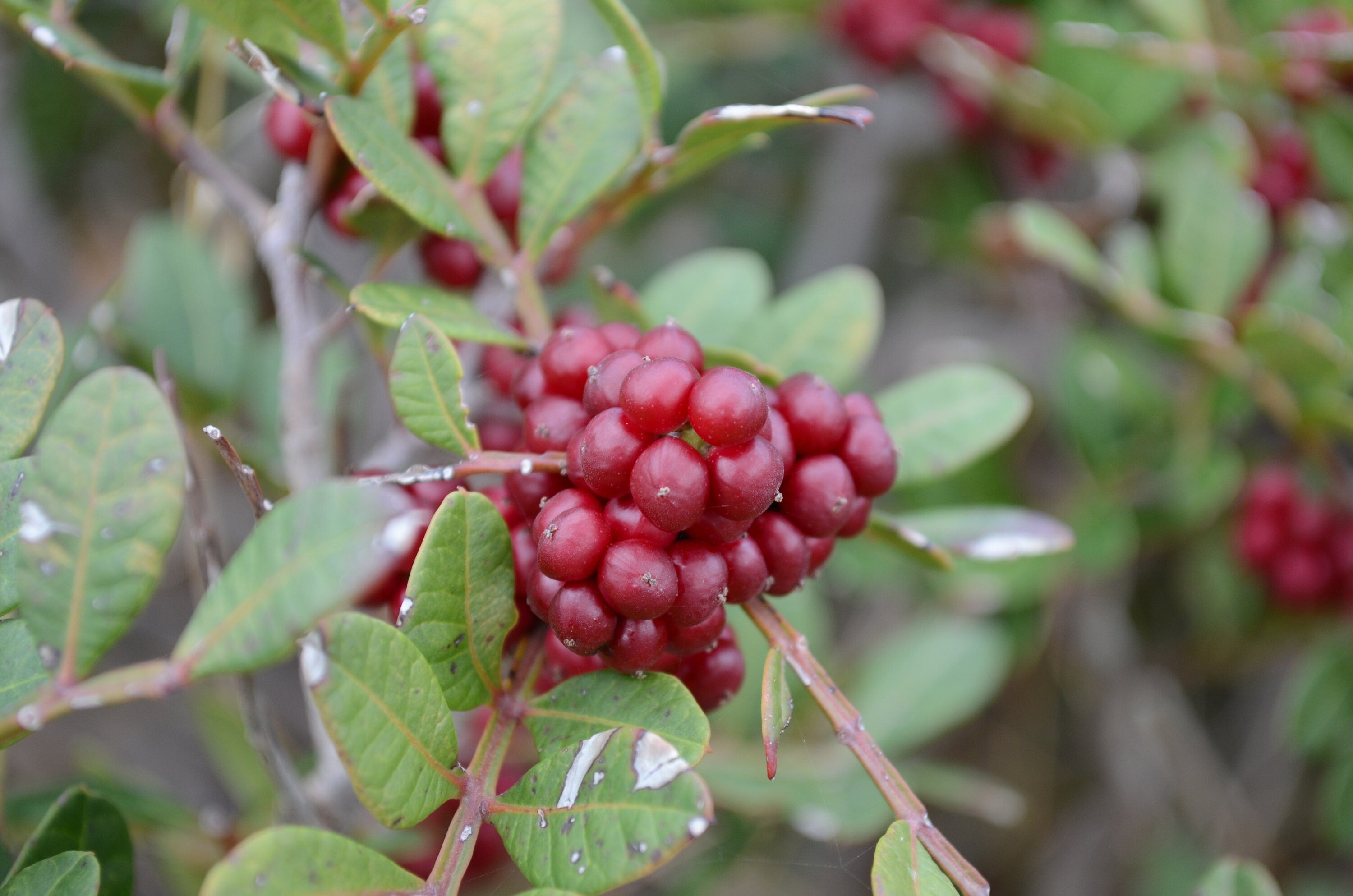 Mastic Pistacia lentiscus Organic Hand Collected 10 seeds