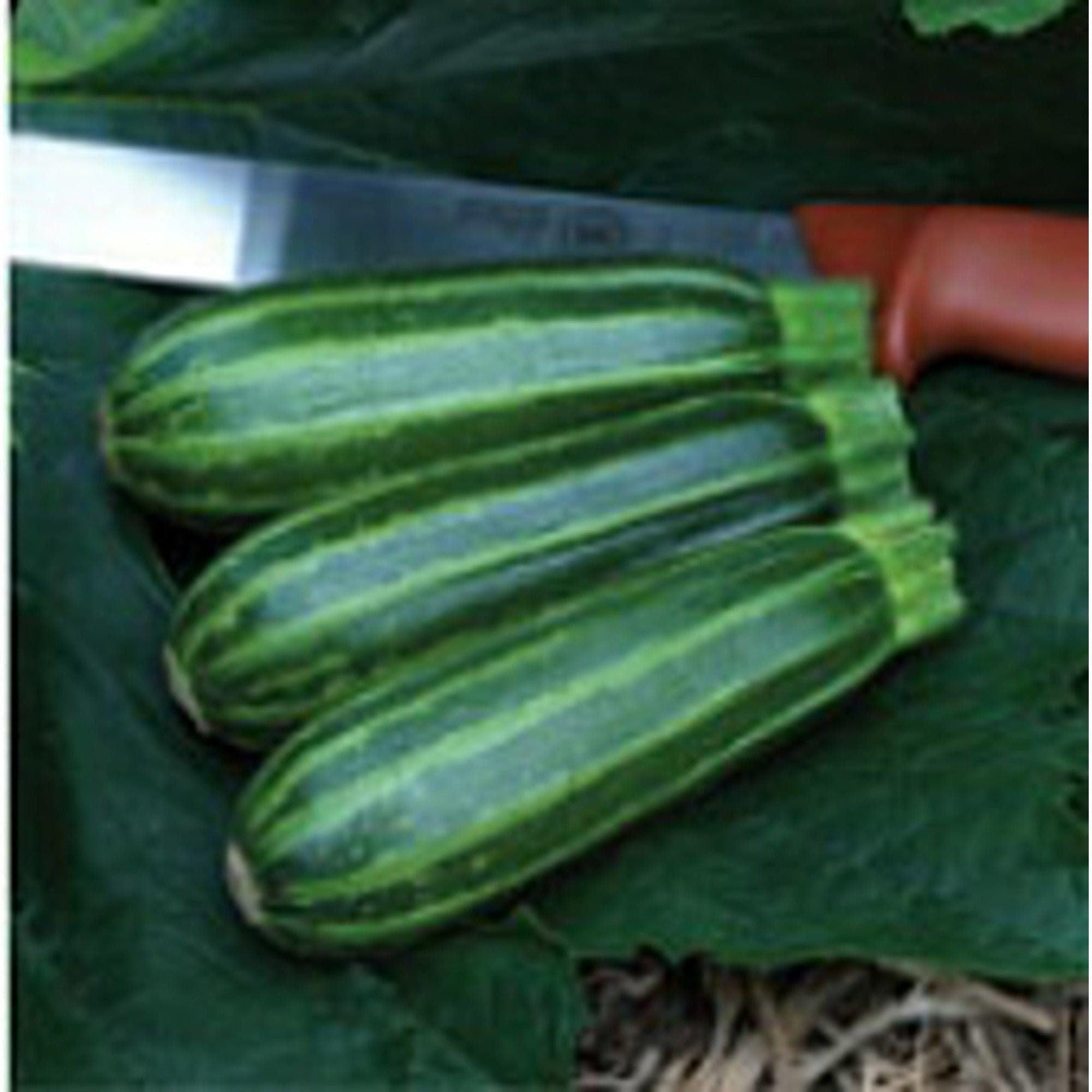 Bush Baby Squash Seeds