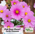 50s|Rose (Dwarf Early) Cosmos Flower Seeds- Open-Pollinating - Clumping - Easy To Grow - Planting In Spring/ Summer #L016
