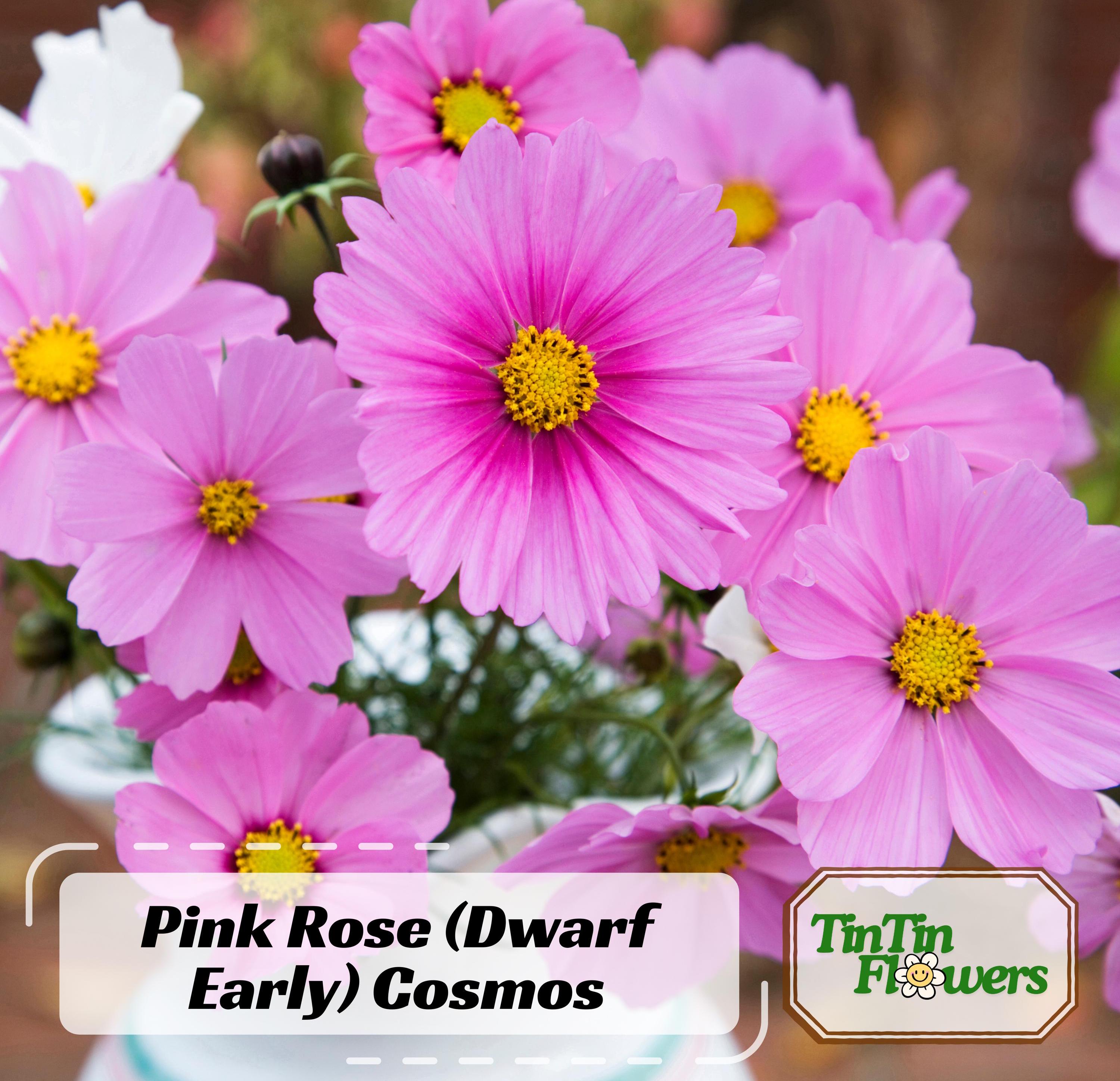 50s|Rose (Dwarf Early) Cosmos Flower Seeds- Open-Pollinating - Clumping - Easy To Grow - Planting In Spring/ Summer #L016