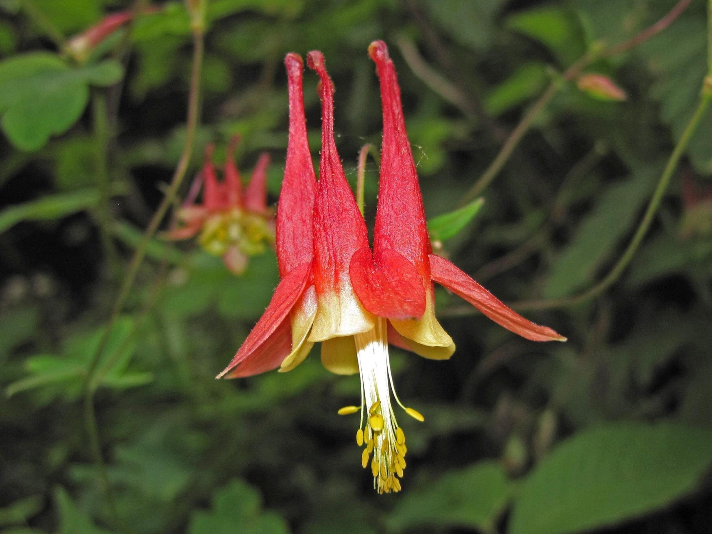 NATIVE WILD COLUMBINE Seeds *Free Shipping!* Fresh & Organic Aquilegia canadensis Seeds, Red Outdoor Flower Seeds Bulk | Canadian Columbine
