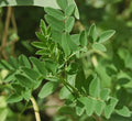 HUANG QI Seeds *Free Shipping!* Fresh & Organic Astragalus membranaceus Seeds | Yellow Outdoor Flower Seeds for Planting | Milkvetch