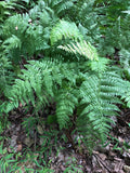 Lady Fern 300 Spores  (Anthyrium Filix-femina) Seeds