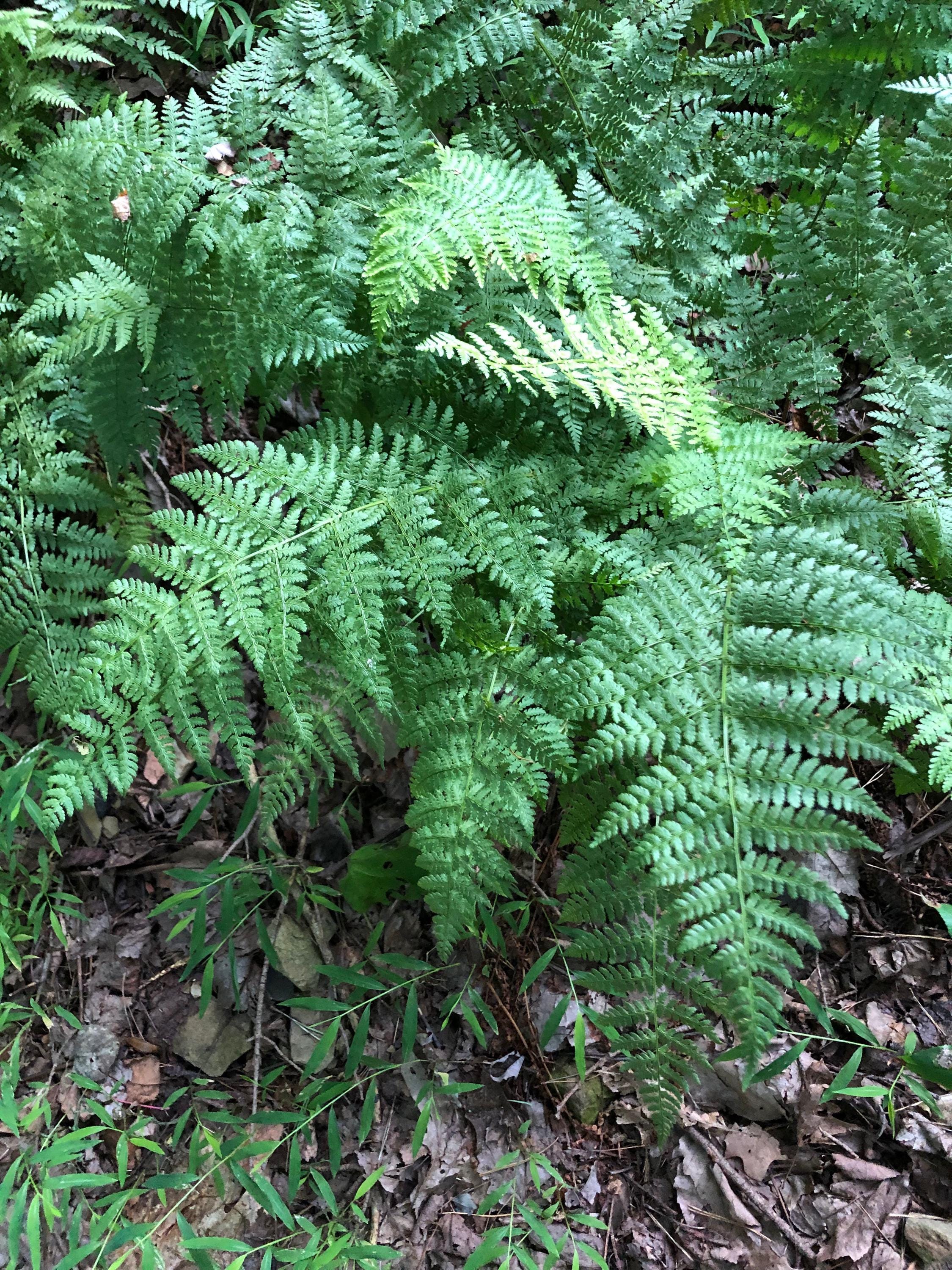 Lady Fern 300 Spores  (Anthyrium Filix-femina) Seeds
