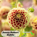 Jowey Hubert Dahlia Seeds - Perennial - Authentic Seeds - Flowers - Clumping - Dahlia Garden - Summer Blooming - Easy To Grow #D055