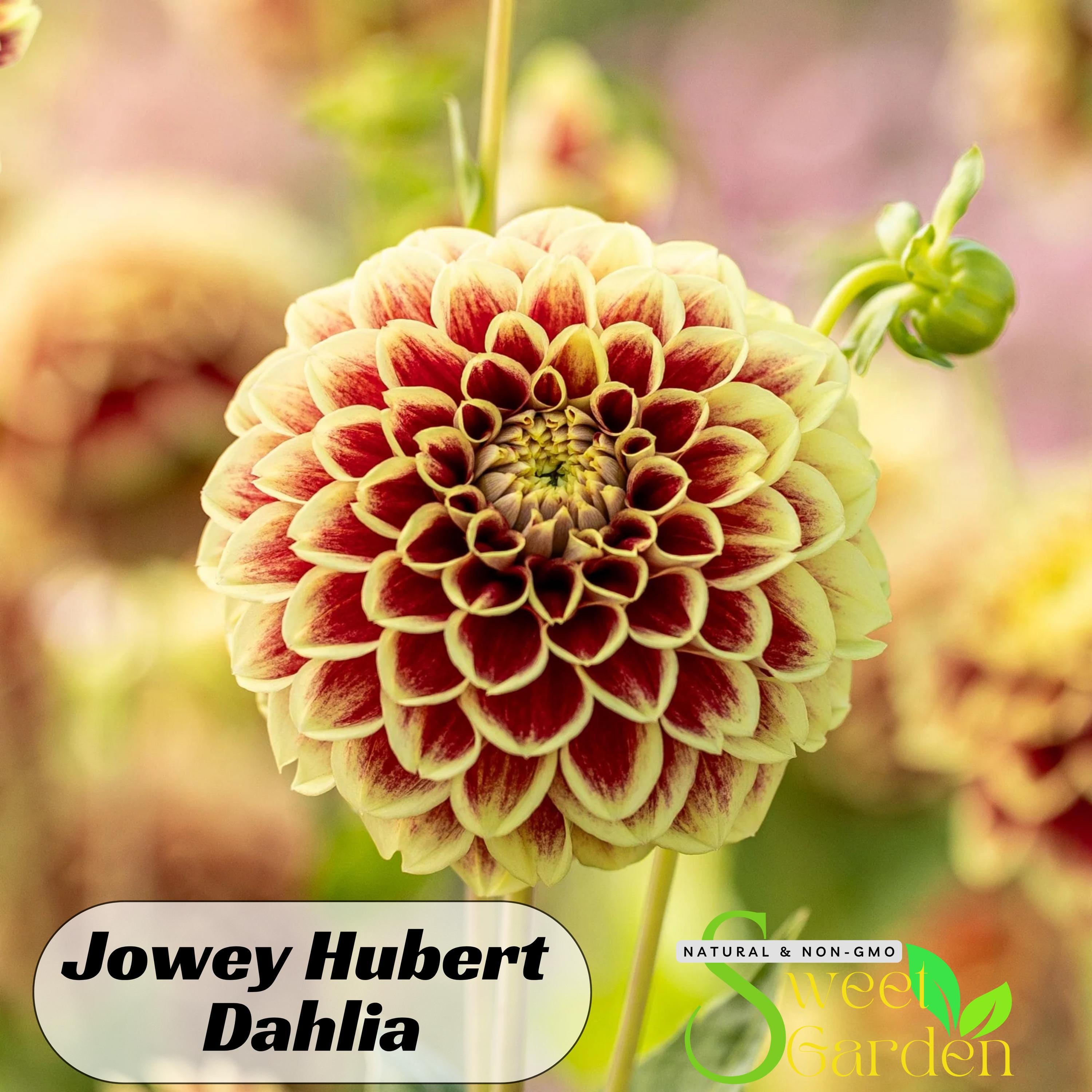 Jowey Hubert Dahlia Seeds - Perennial - Authentic Seeds - Flowers - Clumping - Dahlia Garden - Summer Blooming - Easy To Grow #D055