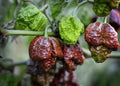 Hellboy pepper seeds