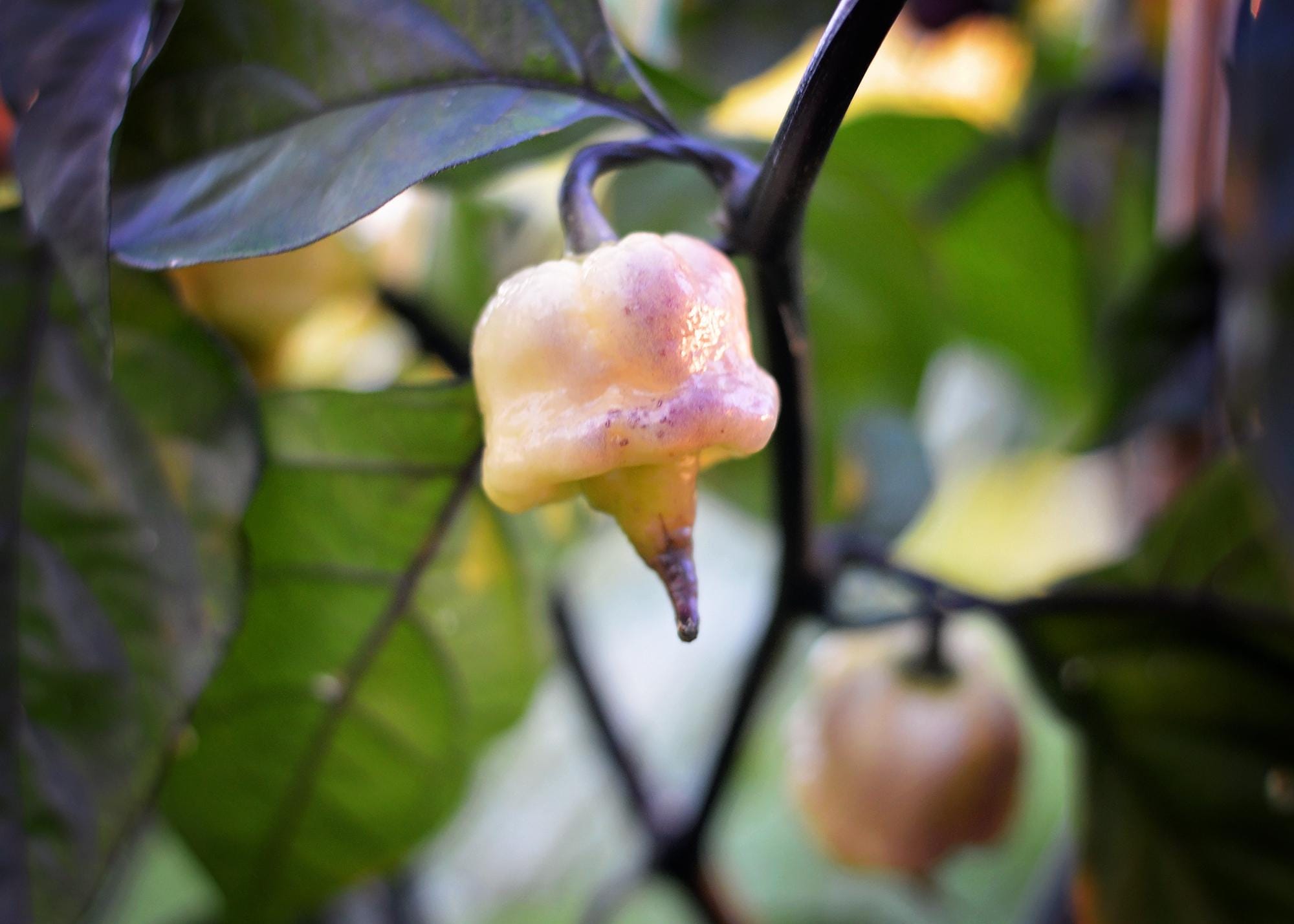 Jay's X Pink X Reaper Lemon