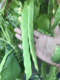 Northeaster Pole Bean Seeds: Heirloom Romano, Open Pollinated