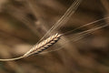 Einkorn Grain Seeds: 150+ Organic Heirloom Seeds, Ancient Cereal