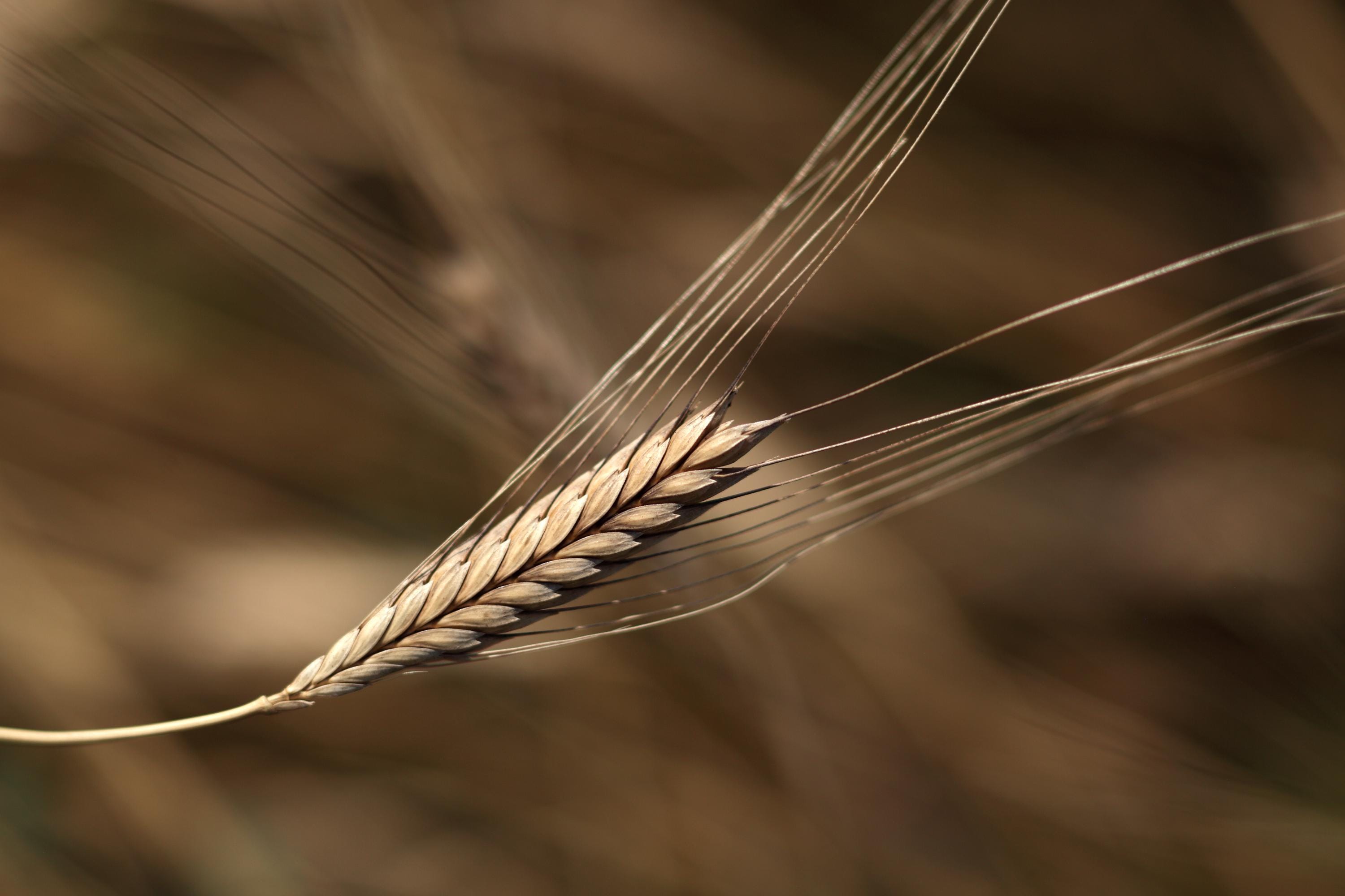 Einkorn Grain Seeds: 150+ Organic Heirloom Seeds, Ancient Cereal