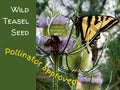 Wild Teasel Seeds Medicinal Garden Seeds Dipsacus fullonum  *FREE SHIPPING*  NonGMO Pollinator Friendly Sourced in Idaho USA Canyon Botanics