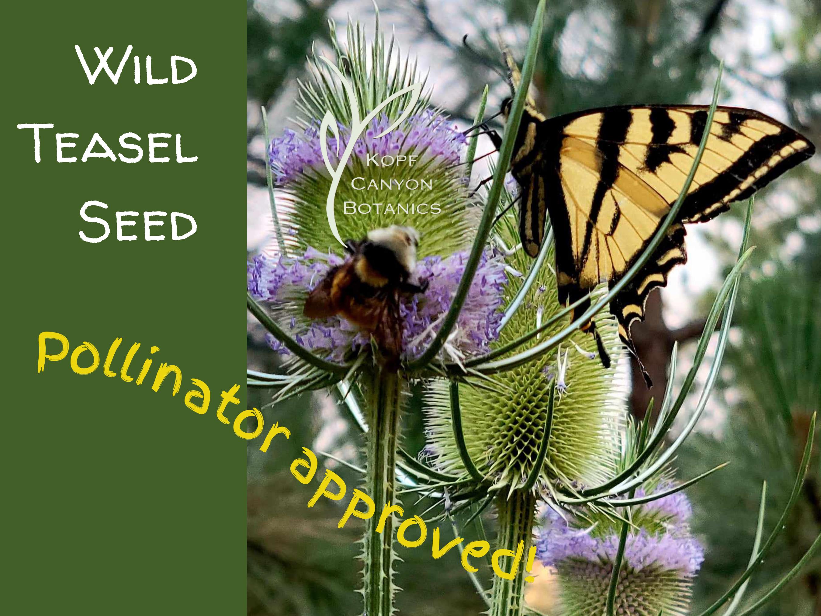 Wild Teasel Seeds Medicinal Garden Seeds Dipsacus fullonum  *FREE SHIPPING*  NonGMO Pollinator Friendly Sourced in Idaho USA Canyon Botanics
