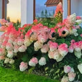 Pink & White Hydrangea Seeds: Perennial Garden Flower (25 Seeds)