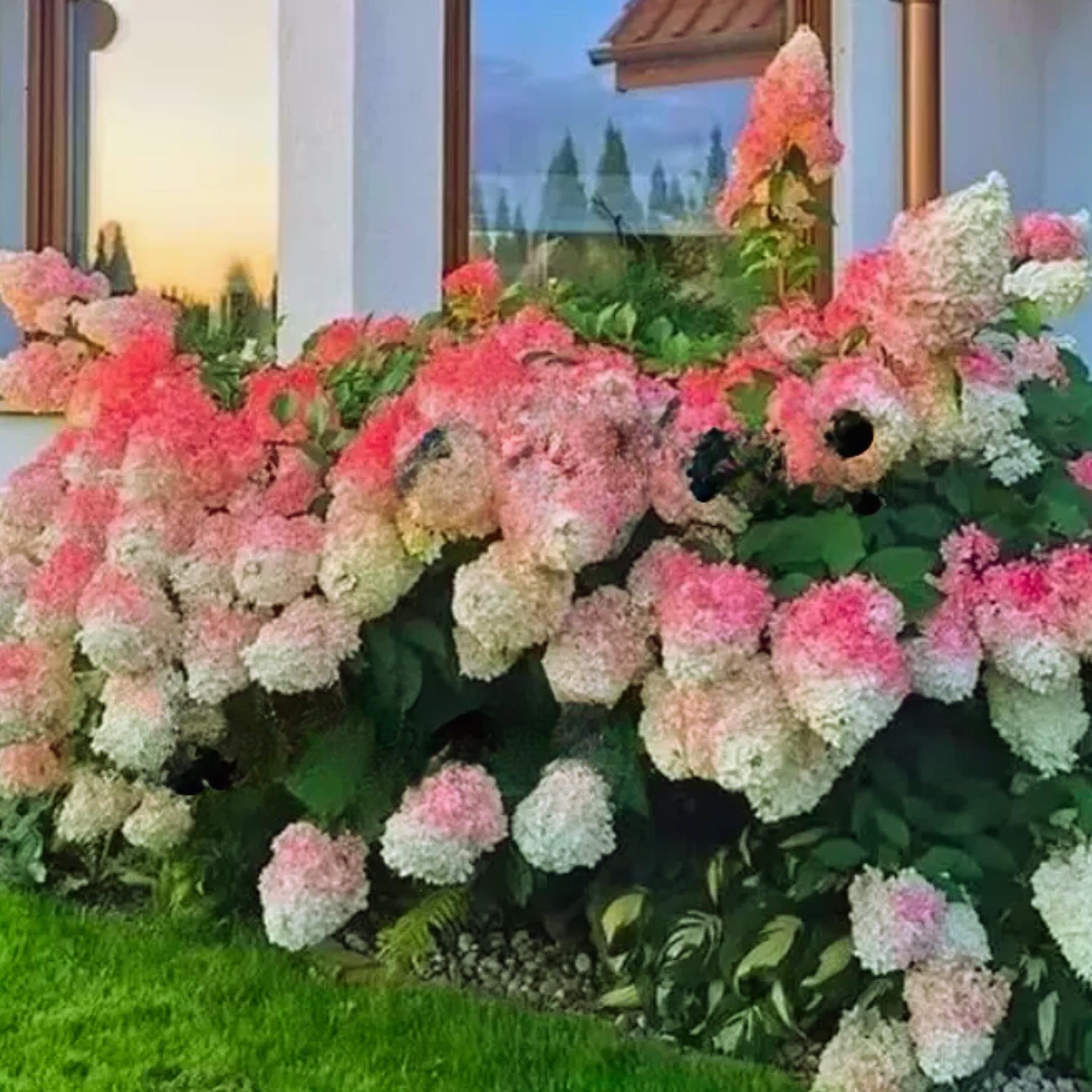 Pink & White Hydrangea Seeds: Perennial Garden Flower (25 Seeds)