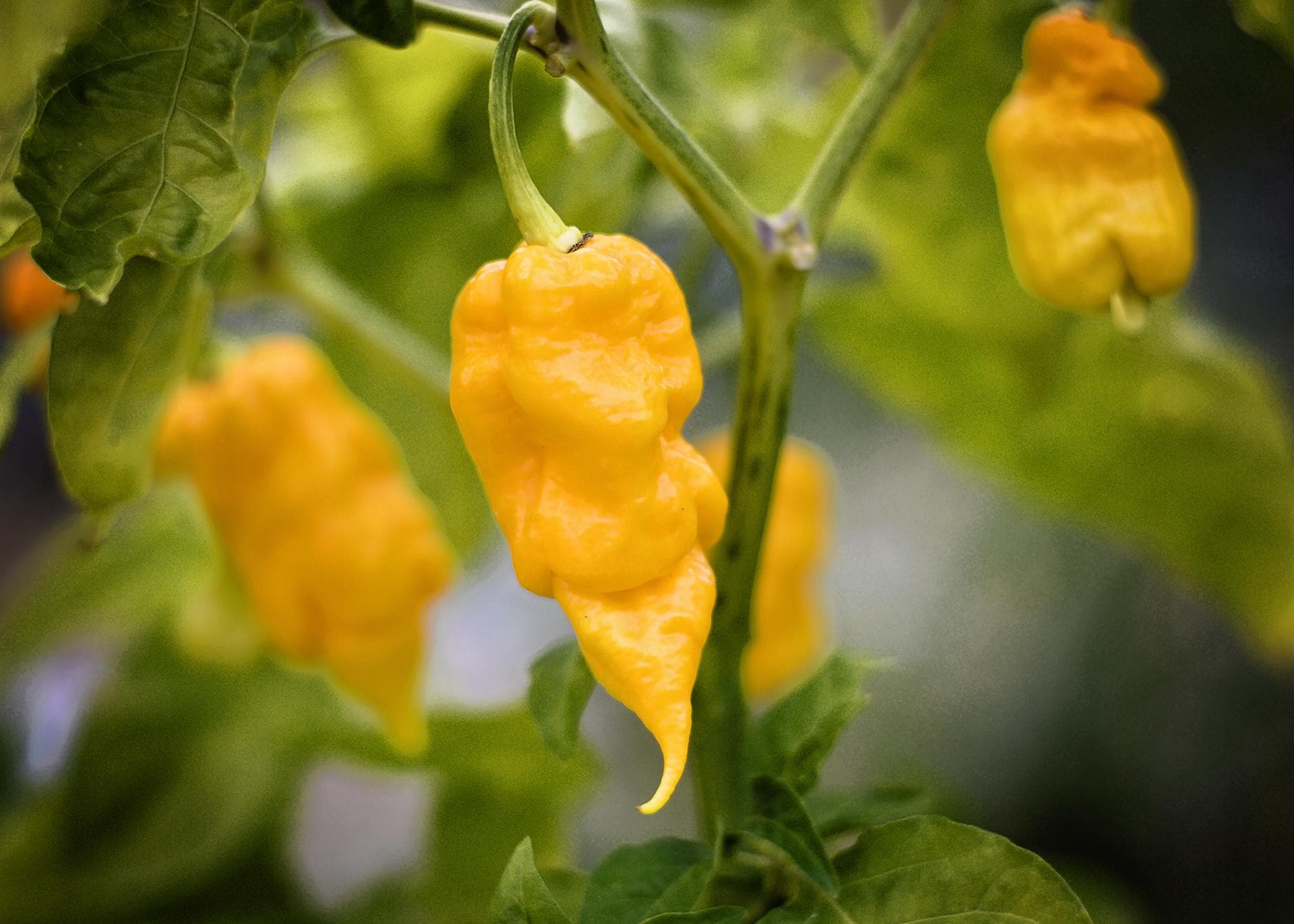 Jay's Yellow Ghost Scorpion (JYGS) pepper seeds