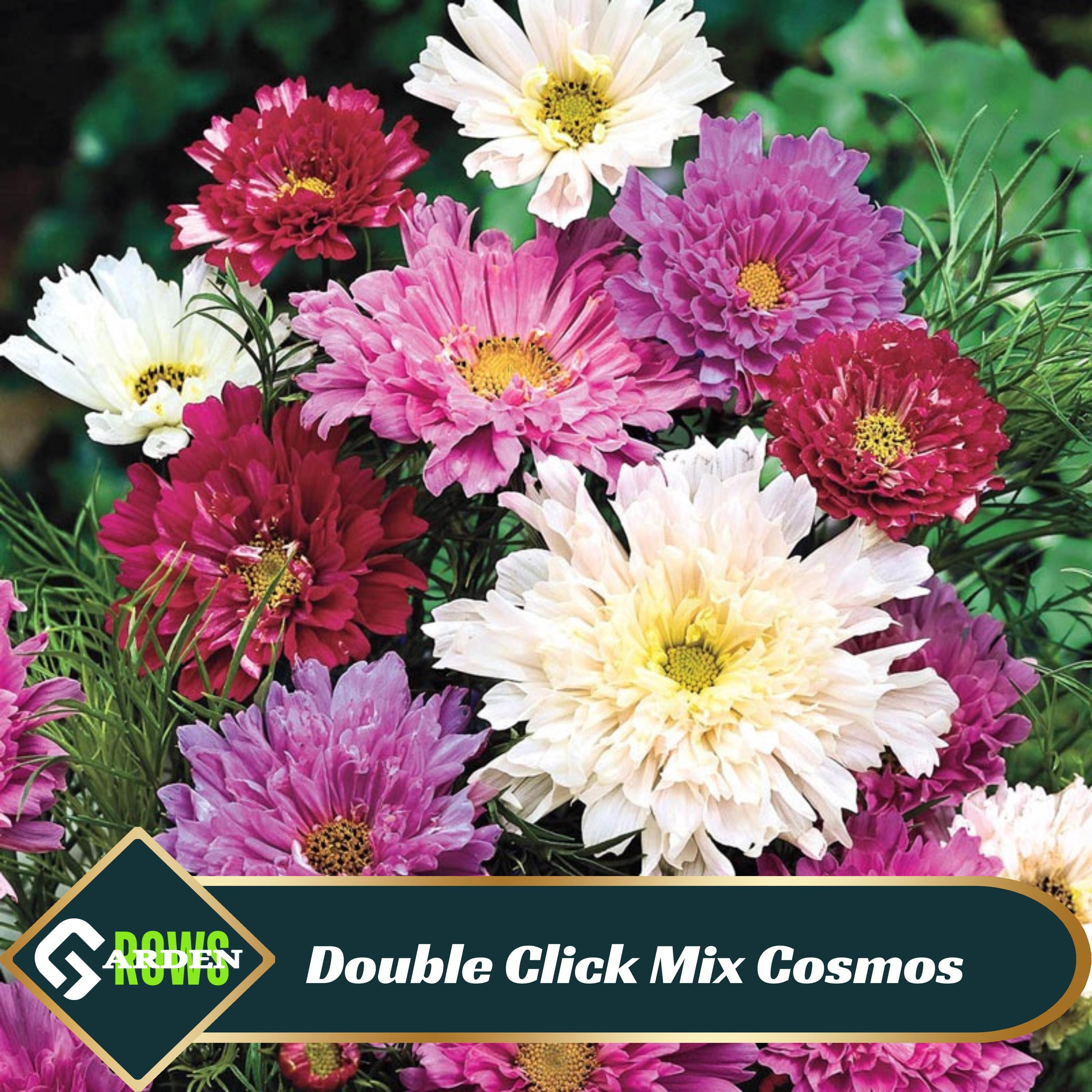 Double Click Mix Cosmos Seeds - Fast Growing - Open-Pollinating -Drought Resistant -Easy to Grow - Clumping -Planting in Spring - B5g1 #L014