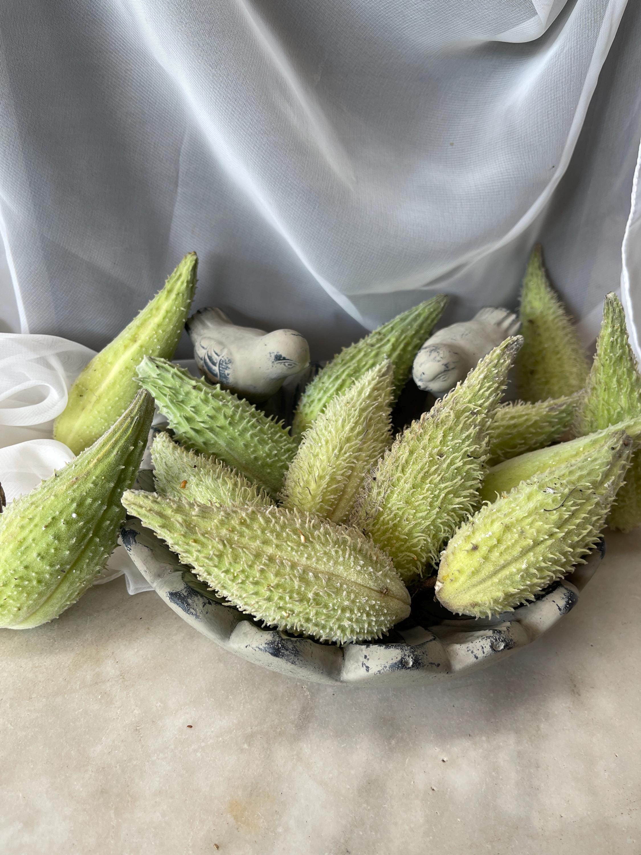 Real Milkweed Pods – 5 Pack | Attract Monarch Butterflies & Pollinators  “Asclepias” 5 pods - Hundreds of seeds ( 2025 fresh )