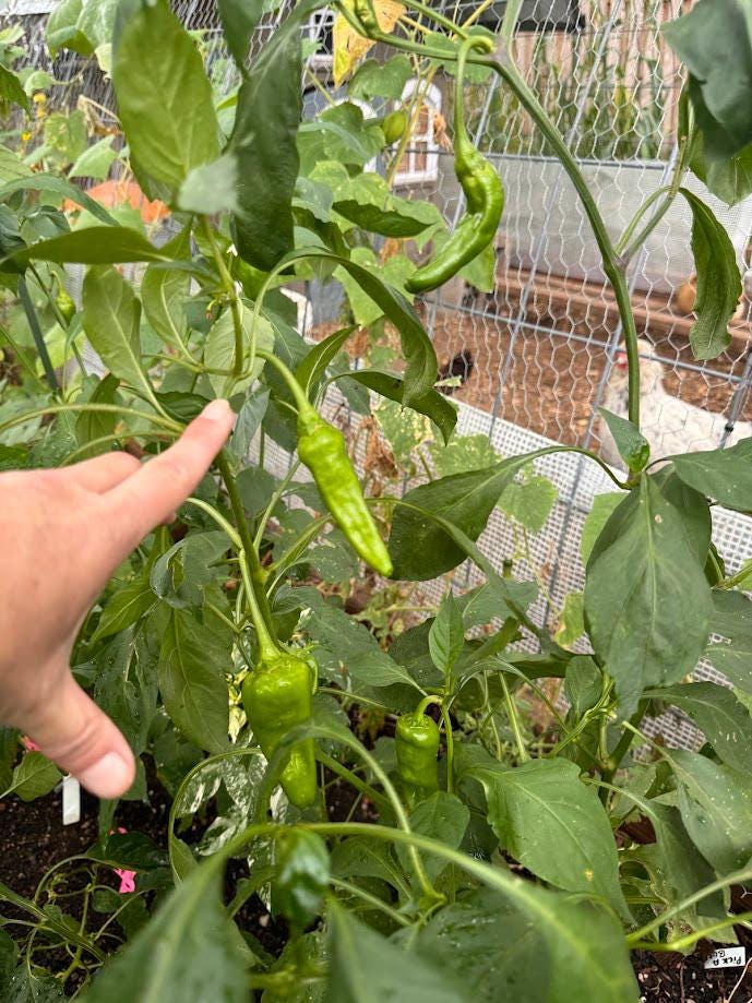 Italian Pepperoncini Pepper Seeds
