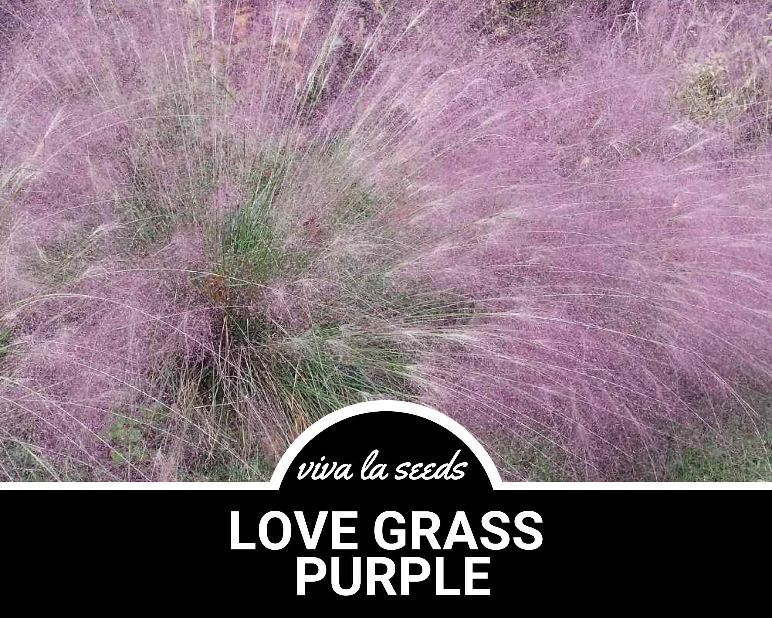 Love Grass, Purple | 50 Seeds | Heirloom Ornamental Grass | Drought Tolerant | Amazing Landscape Plant | Eragrostis spectabilis