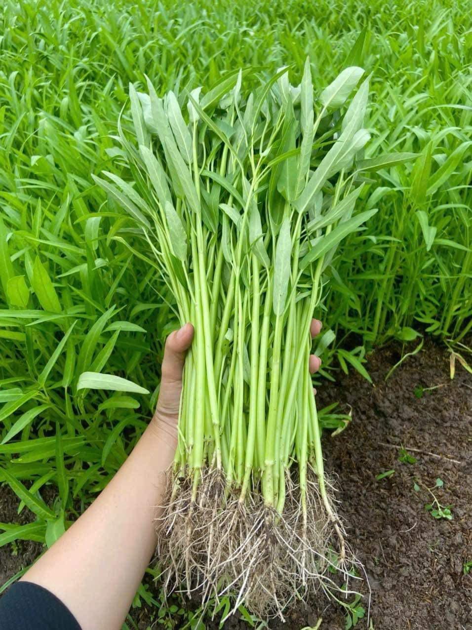 20+ Ong Choy Seeds - Rau Muong La TrE - Kong Xin CAI - Water Spinach Seeds - Organic, Non GMO, 99% Germination Rate - Made in USA