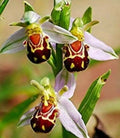 Beautiful Bee Orchid Flower 50pcs Seeds (*2085)