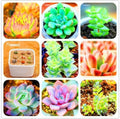 US-50Pcs Potted Succulents Fleshy Plants Seeds Lithops Pseudotruncatella Seeds (5219)