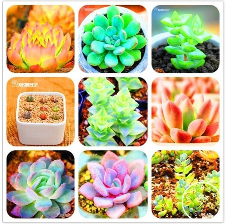 US-50Pcs Potted Succulents Fleshy Plants Seeds Lithops Pseudotruncatella Seeds (5219)