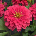 Flowers 25 Zinnia Seeds Zinnia Magellan Coral Zinnias Seed Packets