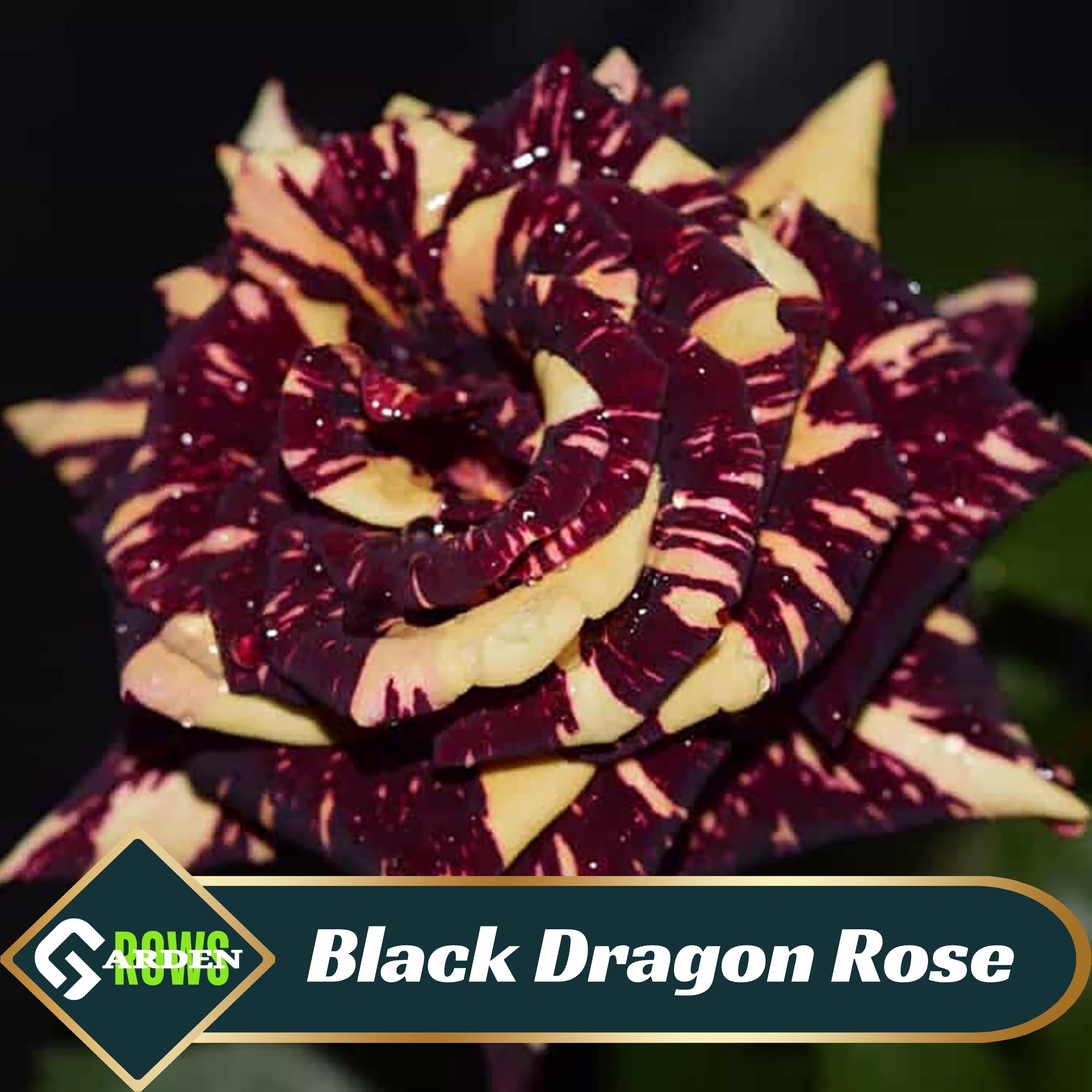 Black Dragon Rose Seeds - Perennial - Cross-Pollinating -Cold Resistant -Deciduous- Potted- Plant in Late Fall/Early Spring -  #1069