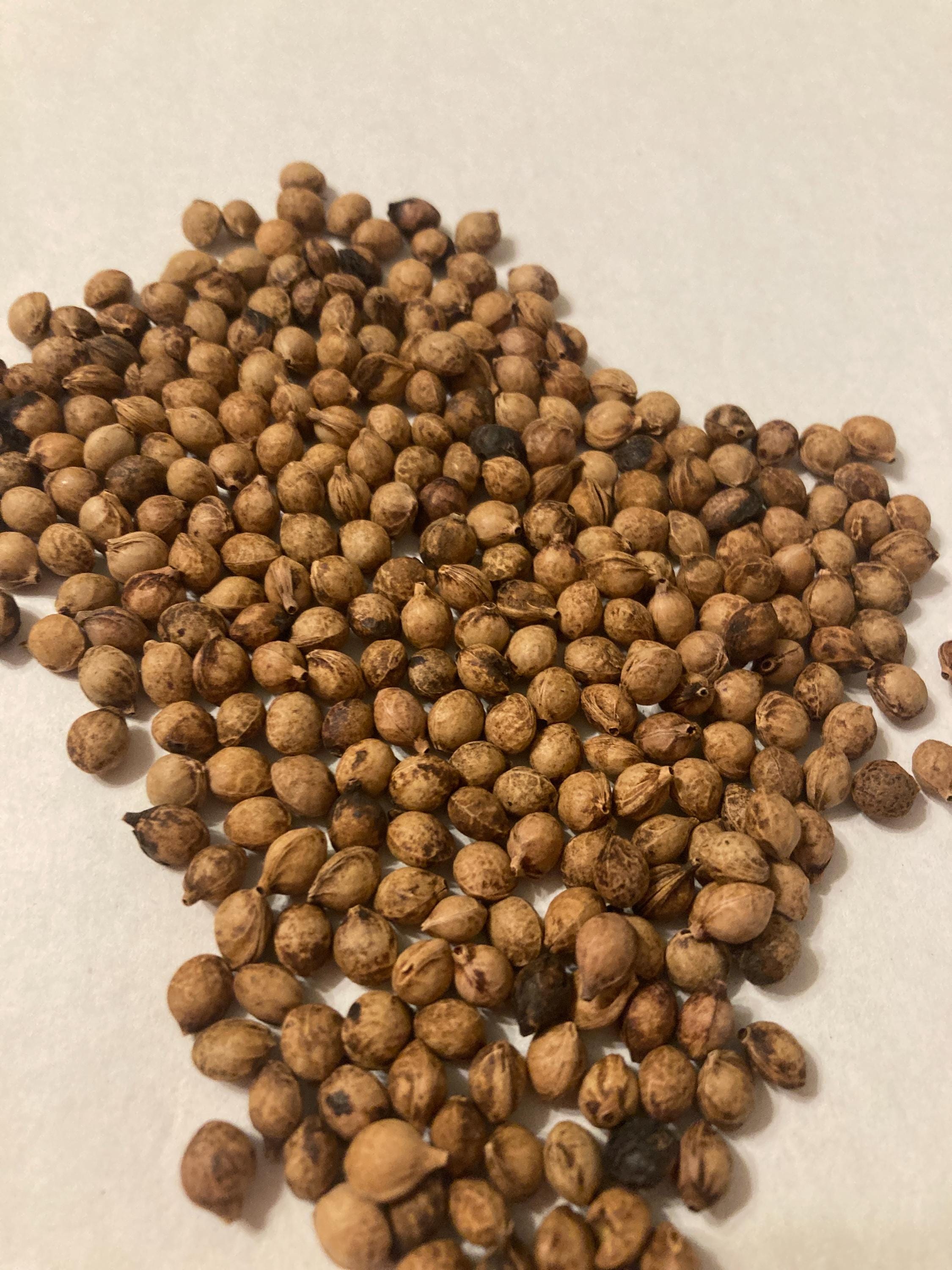Wild Cherry Tree Seeds (Prunus Serotina)