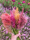 Spun Sugar Celosia Seeds, 50 Seeds for Pink and Peach Plume Celosia