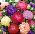 Aster Seeds Cottage Cutting Garden Annual Flowers
