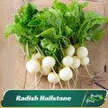110 Seeds| Hailstone Radish Seeds - Perennial - Edible - Organic - Fast Growing - Vegetable Seeds - Planting In Spring/Fall - B5G1 =#7017