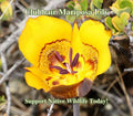Clubhair Mariposa Lily Seeds California Native Calochortus Clavatus Drought Tolerant Wildflower Seed For Lily Wild Flower Garden Lily Flower