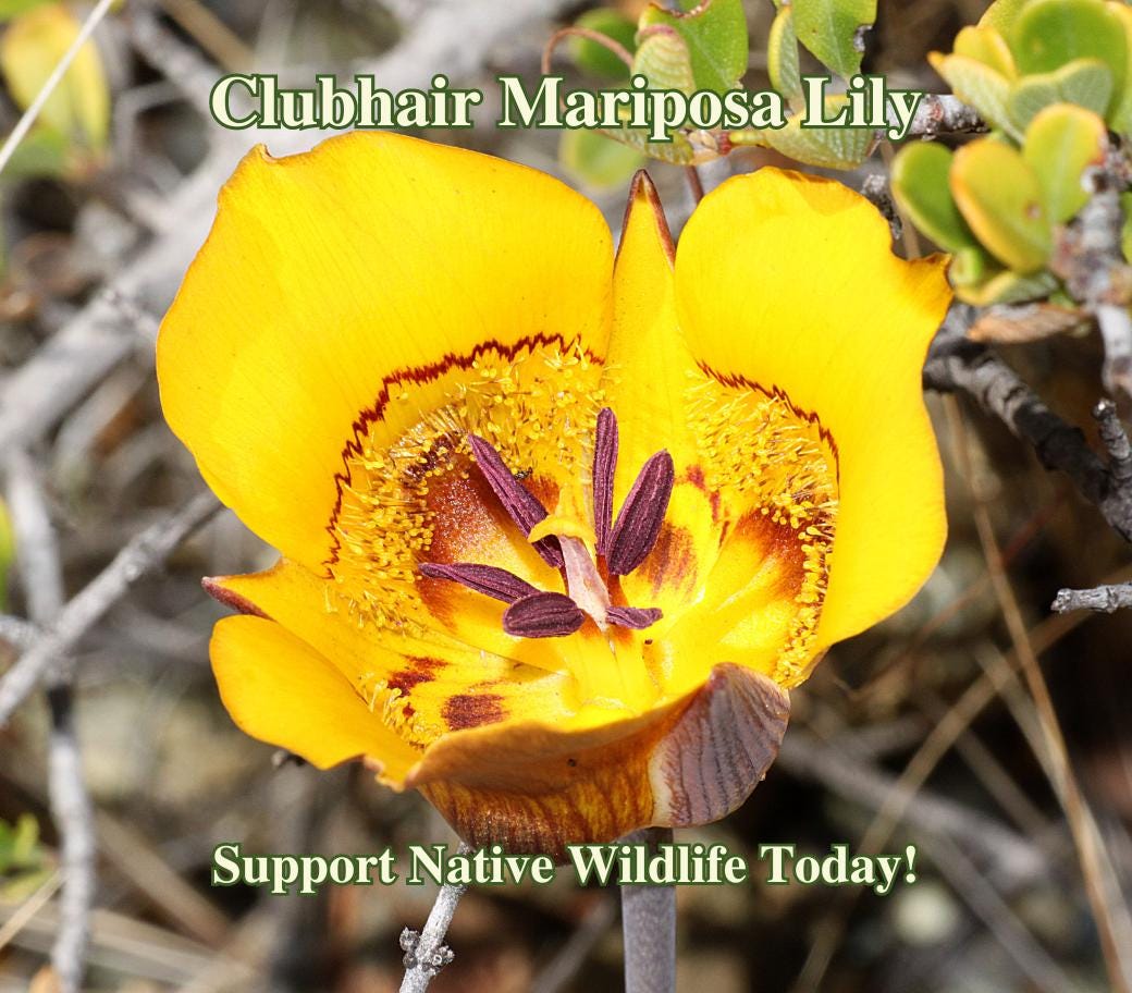 Clubhair Mariposa Lily Seeds California Native Calochortus Clavatus Drought Tolerant Wildflower Seed For Lily Wild Flower Garden Lily Flower