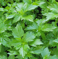 Ewedu seeds (Jute leaves). Pack of 150 seeds